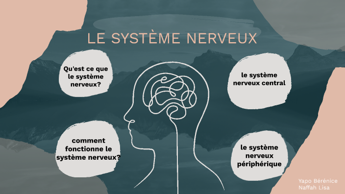 le système nerveux by Bérénice Assi on Prezi