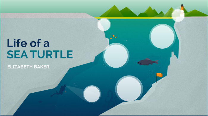 Life of a Sea Turtle by lizzie baker on Prezi