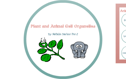 Plant and Animal Cell Project by Natalie Barker on Prezi