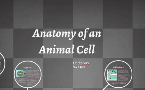 Anatomy of an Animal Cell by Linda Guo on Prezi