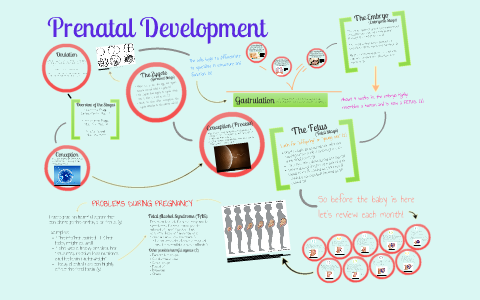 Prenatal Development by Marissa Palczynski on Prezi
