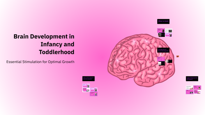 Brain Development In Infancy Brain Development in Infancy and Toddlerhood by Auriela Porter on Prezi