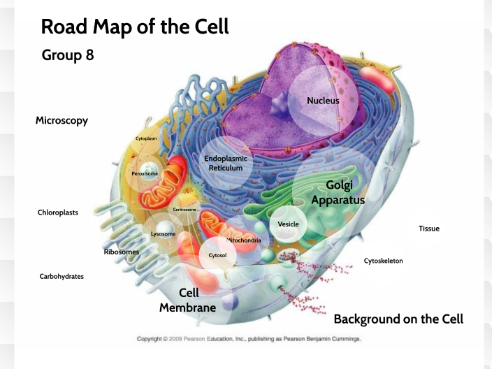 Bisc Map BISC 2202 Group 8 Road Map by Maura Kelly-Yuoh on Prezi