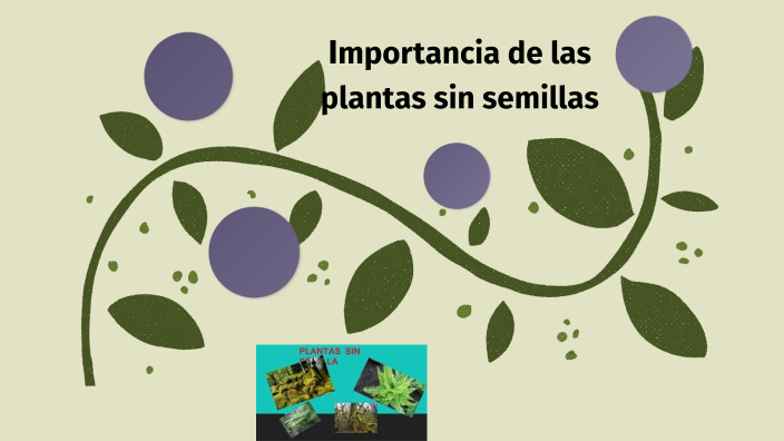 plantas sin semillas