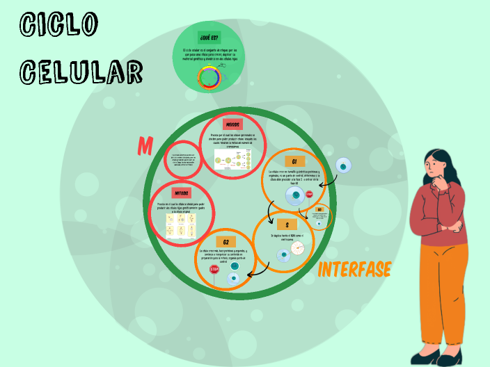 Ciclo Celular by Mariela De Jesús Valdés Hernández on Prezi