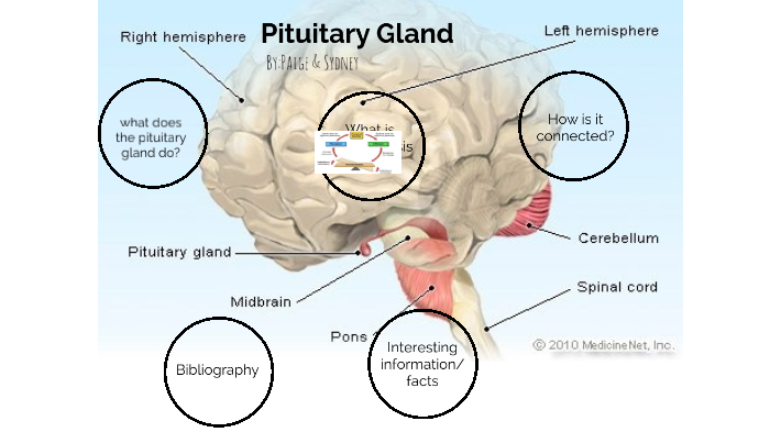 Pituitary gland by sydney drake on Prezi