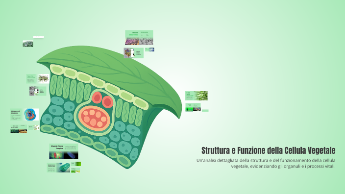 Struttura e Funzione della Cellula Vegetale by sara raffaelli on Prezi