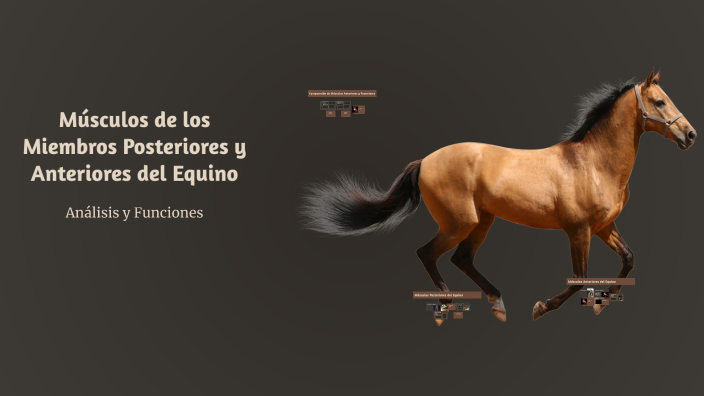 Músculos de los Miembros Posteriores y Anteriores del Equino by anthony