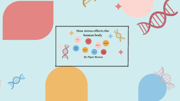 How stress effects the human body by Piper Brown on Prezi