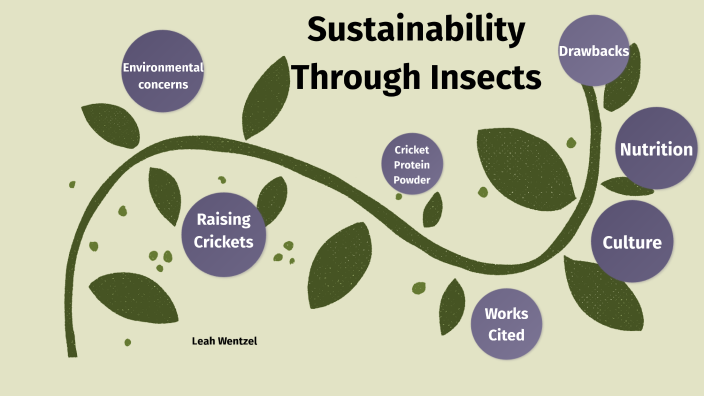 Sustainability Through Insects By Leah Wentzel