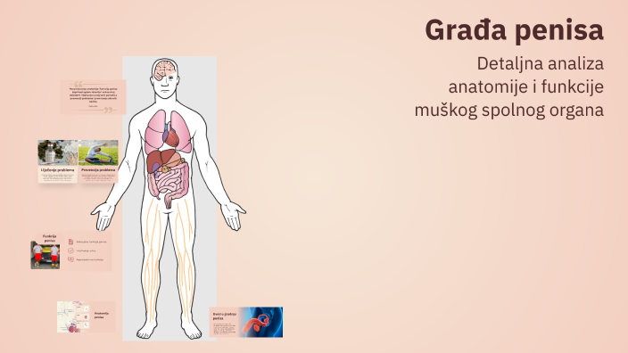 Gradja Testisa Građa penisa by Dexter Biney on Prezi