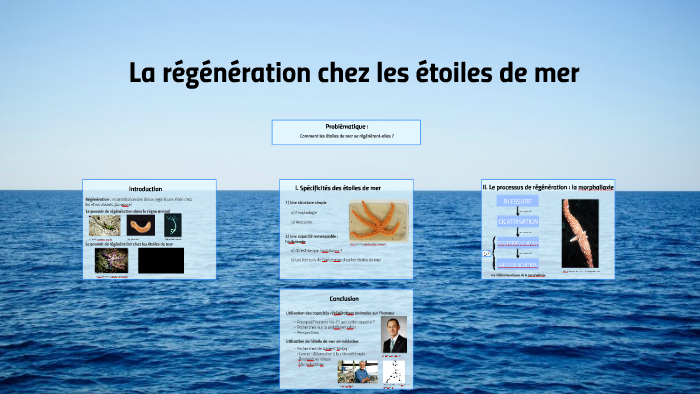 Download Me montrer une photo dune etoile de mer Free