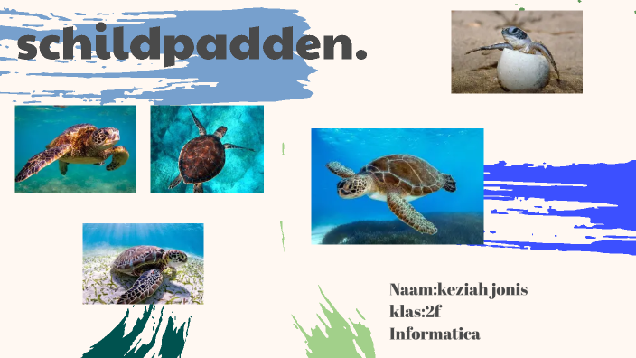 Turtles by Xienie Idk on Prezi