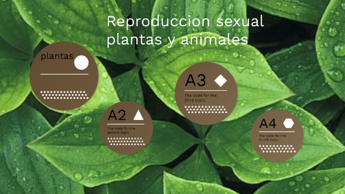 Reproduccion Sexual Y Asexual En Plantas Y Animales By Nicolas ...