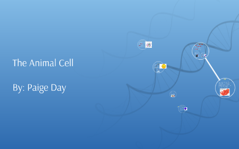The Animal Cell by Paige Day on Prezi