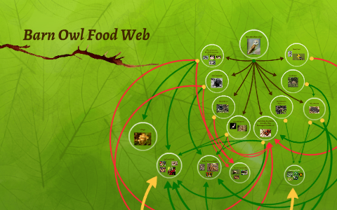 Barn Owl Food Web by Lucas Puleo on Prezi