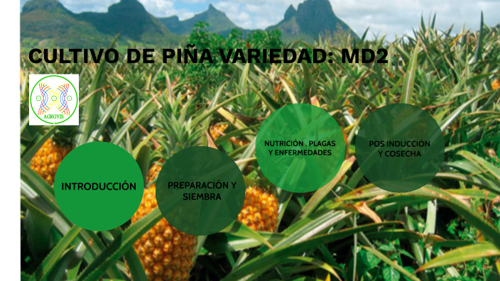 CULTIVO DE PIÑA VARIEDAD : MD2 by Daniela Torres on Prezi