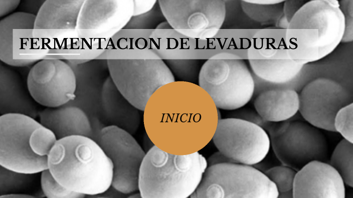 FERMENTACIÓN DE LEVADURAS by Jacob GV on Prezi