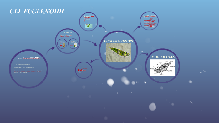 oculare di euglena