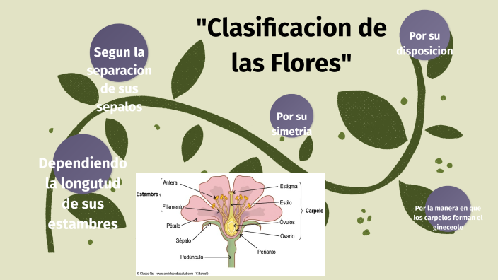 Clasificación de las flores según su aspecto, estructura y forma by ...