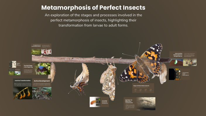 The Perfect Insect Metamorphosis of Perfect Insects by Angelin on Prezi