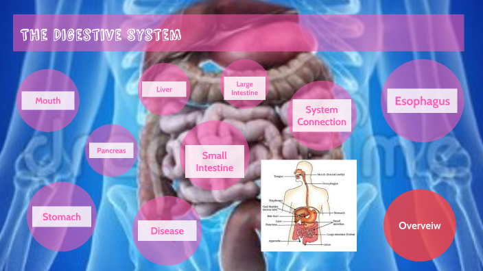 The Digestive System by Rylie Smith on Prezi