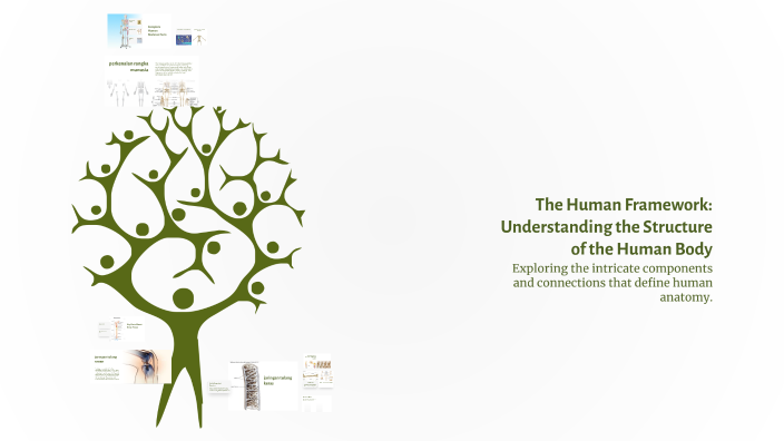 The Human Framework: Understanding the Structure of the Human Body by ...