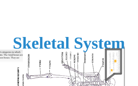 Skeletal System by charles shannon on Prezi