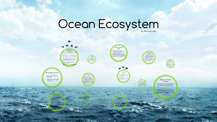 Jadyn -Ocean Ecosystem- Ellie by Jadyn Rydberg