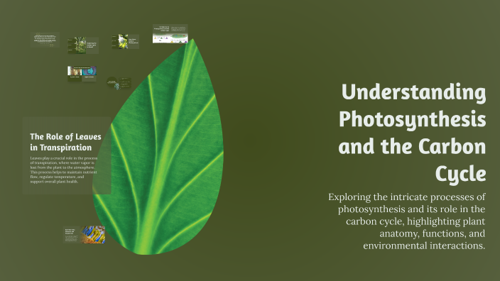 Understanding Photosynthesis and the Carbon Cycle by Anza Ahmed on Prezi