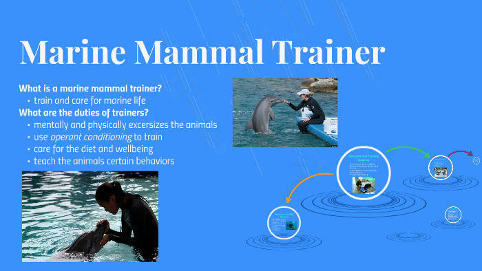 marine-mammal-trainer-by-rachel-battaglia