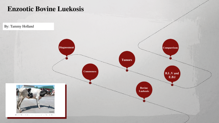 Bovine Cancer by Tammy Holland on Prezi