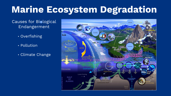 Causes Of Marine Ecosystem Degradation By Sebastian Luna On Prezi