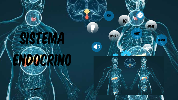 Sistema Endocrino By Estefany García On Prezi 4269