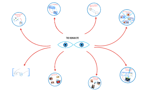The Human Eye by Julen Reyes on Prezi