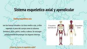 anatomia cintura escapular by Jose Alarcon on Prezi
