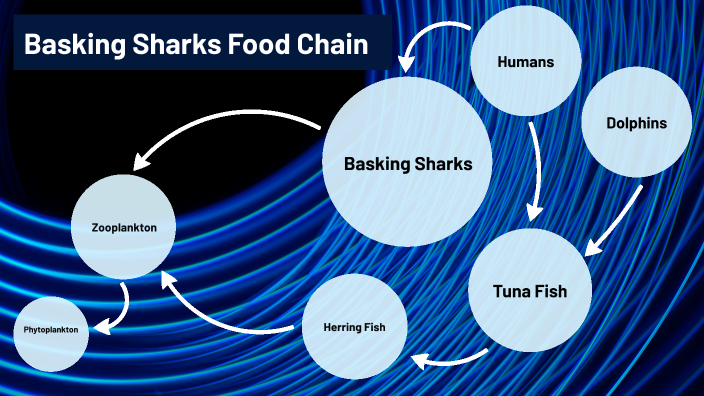 Basking Sharks Food Chain by Lacie Leon on Prezi Biology Diagrams