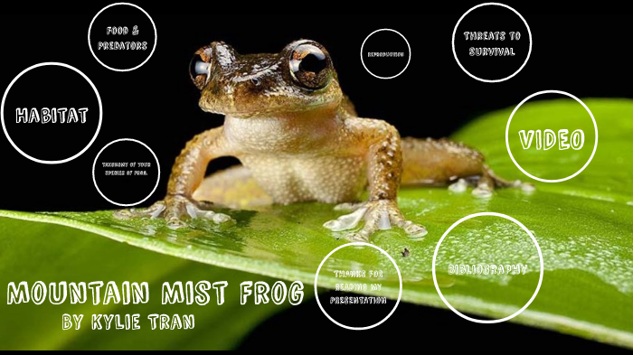 Gliding treefrogs, mini-males and burrowing frogs in trees: why Melanesia  is the world's tropical island frog hotspot