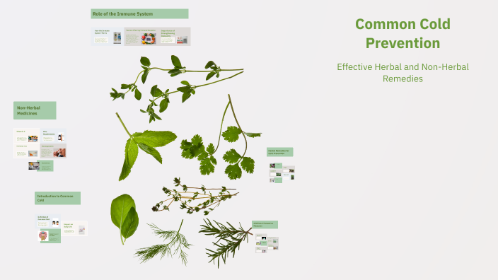 Common Cold Prevention by soroush mirfakhraee on Prezi