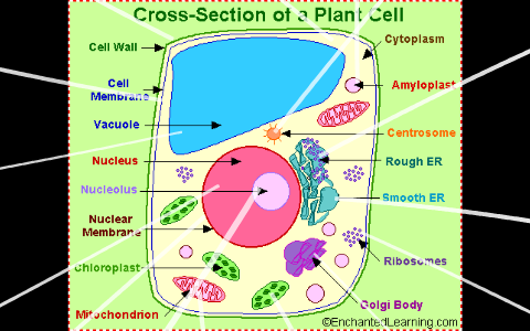 Plant Cell Collage by Austin Mills on Prezi