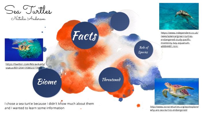 Sea Turtles by Natalie Anderson on Prezi