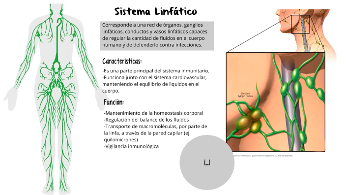 fluido linfatico