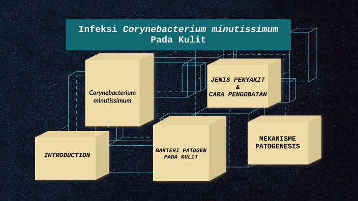 corynebacterium minutissimum что это