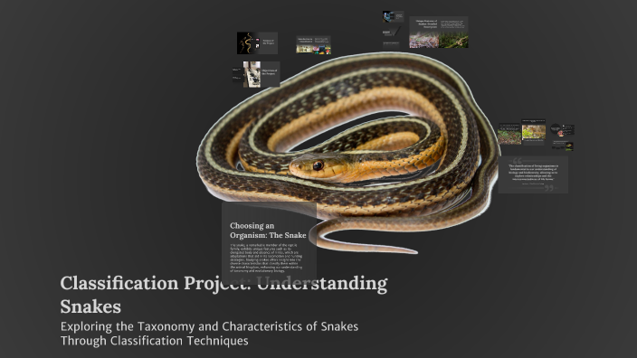 Snake Class Classification Project: Understanding Snakes by Michael cerullo on Prezi