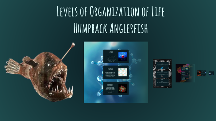 Levels of Organization of Life: Humpback Anglerfish by OddlyDiamond on ...