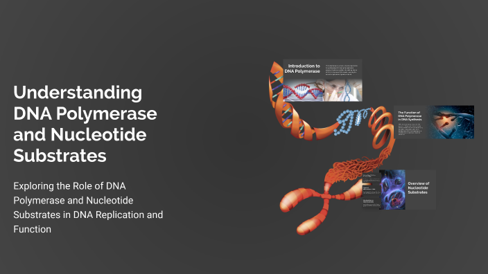 Understanding DNA Polymerase and Nucleotide Substrates by Alejandro ...