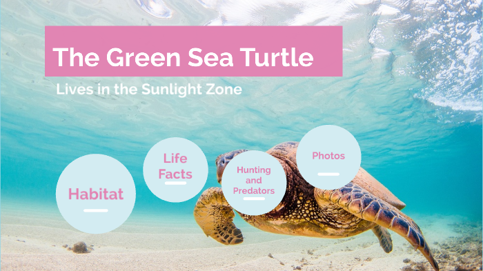The Green Sea Turtle by Erica Sundale on Prezi