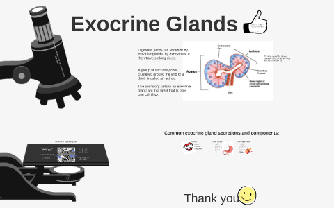 Exocrine Glands By Kasia Plewa