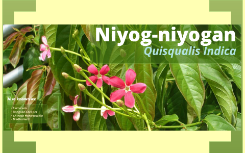 niyog niyogan plant