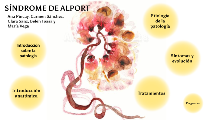 Síndrome de Alport by Clarisss Sanz on Prezi